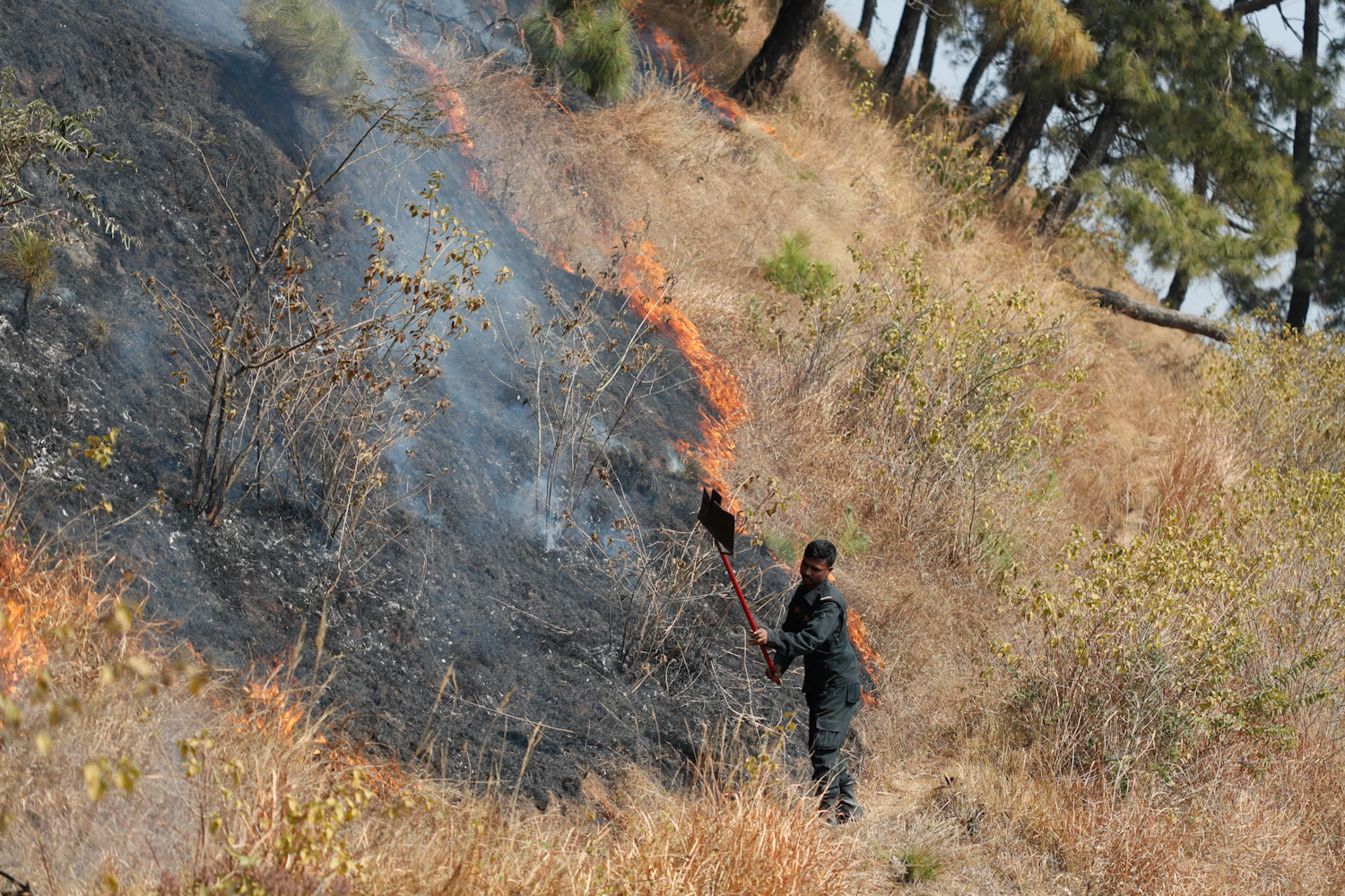 fire-at-jungle-Nepal--photo-library-13-1740029994.jpg