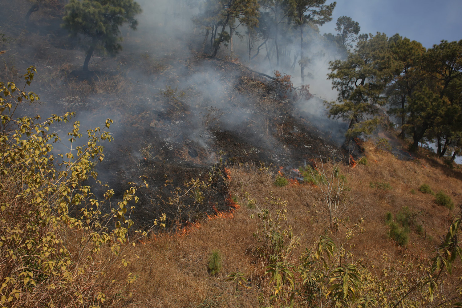 fire-at-jungle-Nepal--photo-library-14-1740029996.jpg