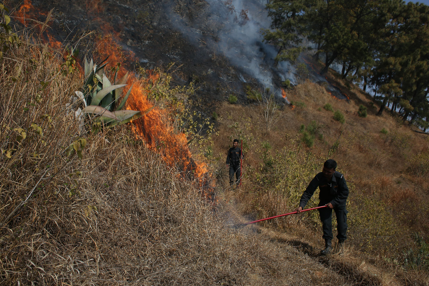 fire-at-jungle-Nepal--photo-library-15-1740029996.jpg