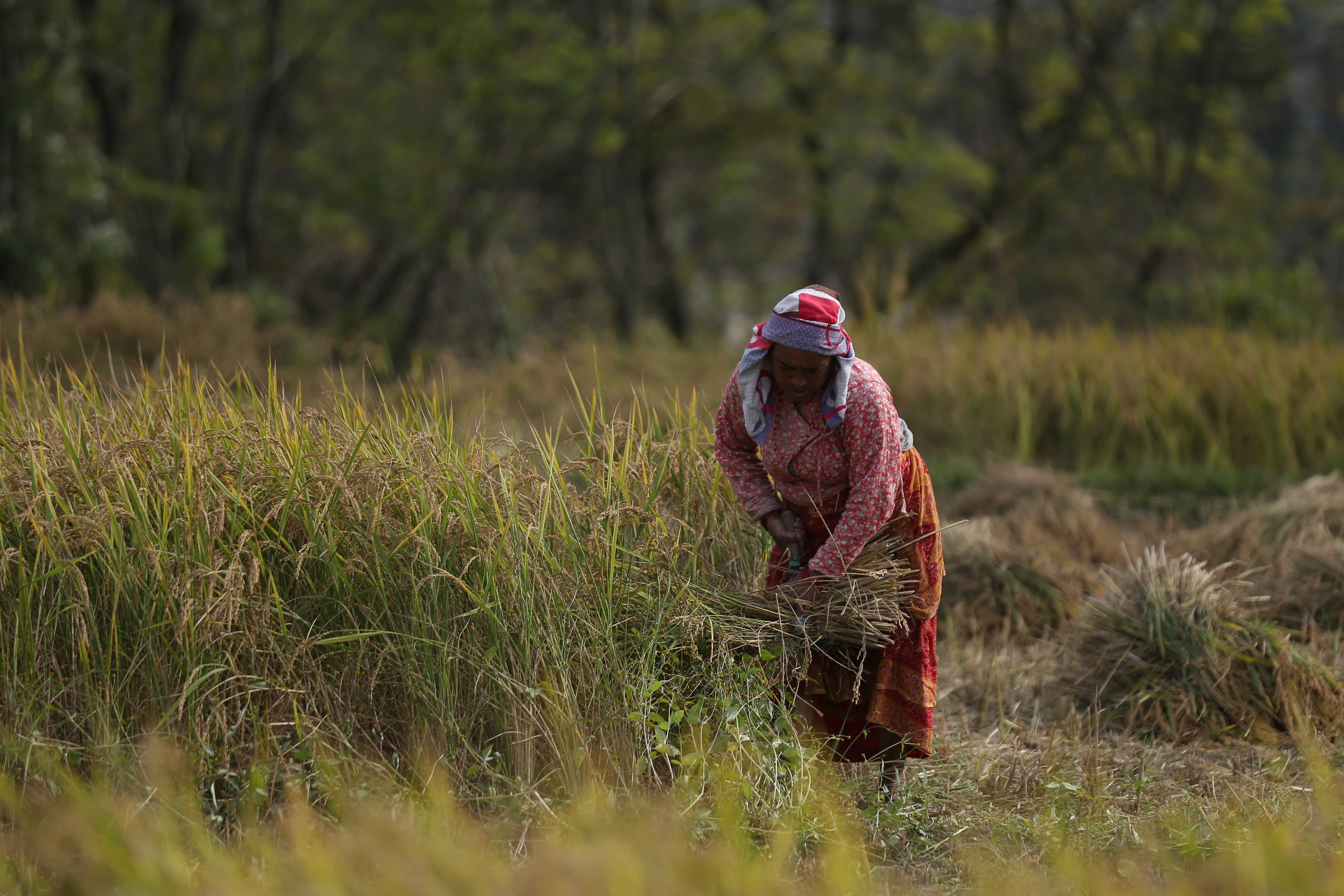 khokana-dhan-kheti-(13)-1730969816.jpg