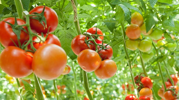 tomato-1726300007.jpg